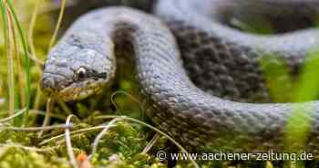 Gefährliches Reptil in Aachen?: Aufregung um eine Schlange unter geparktem Auto - Aachener Zeitung