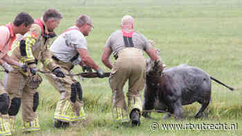 Geredde koe in Eemnes springt direct opnieuw in de sloot - RTV Utrecht