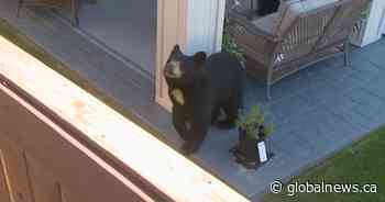 Bear tranquilized for relocation following afternoon in Airdrie