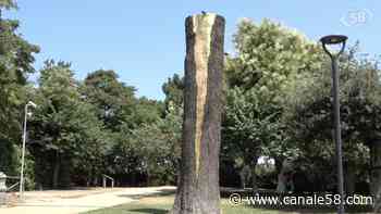 ll cedro secolare della Villa di Ariano diventa un'opera d'arte - Canale 58