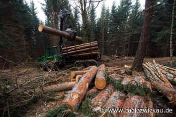 Umbau macht Sachsens Wälder sicherer gegen Brände - Radio Zwickau