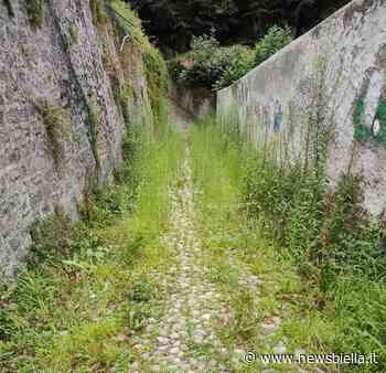 Una lettrice: "Costa della Madonnina e Costa delle Noci una foresta di sterpaglie", FOTO - newsbiella.it