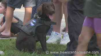 Comfort dog joins the force at a NH police department - NewsCenterMaine.com WCSH-WLBZ