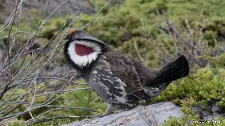NMSU study predicts wildfires will speed decline of threatened bird