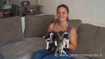 Notre-Dame-de-Gravenchon : toujours plus de chats errants malgré les efforts de Chat beauté - Paris-Normandie