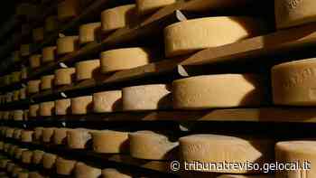 Ruba formaggi da un’azienda agricola di Motta di Livenza, arrestato - La Tribuna di Treviso
