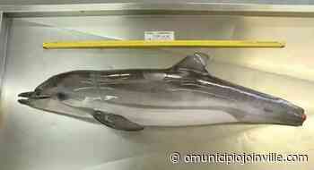 Golfinho é encontrado morto e sem cauda em praia de Penha - O Município Joinville