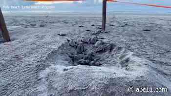 CUTENESS ALERT: Baby sea turtles emerge, head for the ocean