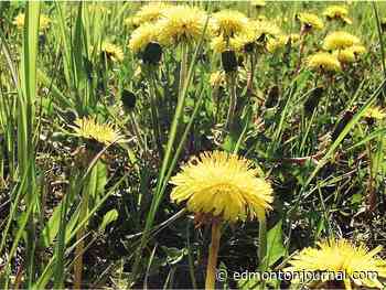 Lively debate on possible ban of pesticide spraying on private property at Edmonton city hall