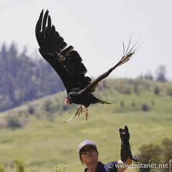 The Raptors return to Vernon's Allan Brooks Nature Centre later this month - Vernon News - Castanet.net