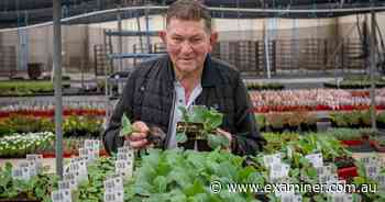 Allan's Nursery is up for sale - The Examiner