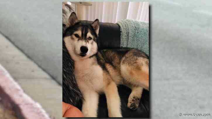 Dog dies in parked, running car waiting for animal control after owner's DWI arrest