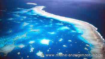 Great Barrier Reef: Korallen erholen sich - keine Entwarnung
