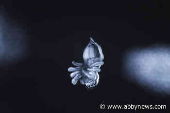 Do spiders sleep? Study suggests they may snooze like humans