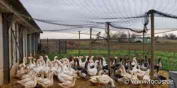 Coburg: Diebe brechen auf Grundstück ein und köpfen 12 Gänse - FOCUS Online