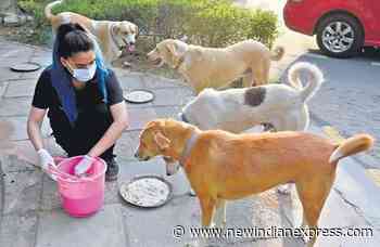 Pet care industry grows after pandemic; attracts FMCG companies - The New Indian Express