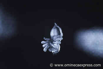 Do spiders sleep? Study suggests they may snooze like humans - Omineca Express