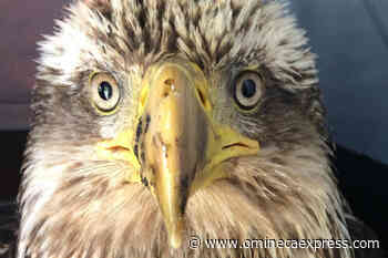 Eagles being unnecessarily injured on Haida Gwaii - Omineca Express