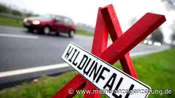Weiterfahren oder abschleppen? Auto nach Wildunfall checken