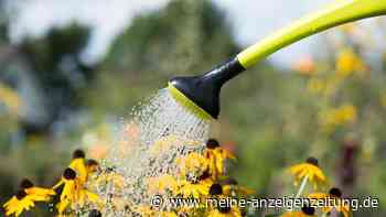 Kostbares Gut: So sparen Sie Wasser im Garten