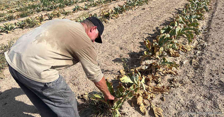 Local farmers feel impact of drought on business