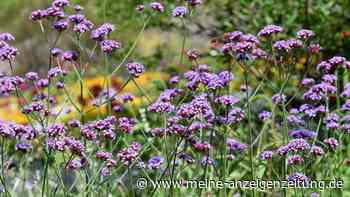 Diese 5 Pflanzen im Garten brauchen wenig Wasser