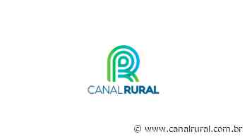 Trigo: plantio atinge 98% da área no Rio Grande do Sul - Canal Rural