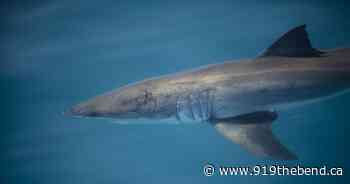 White Shark Named Crystal Detected Near Saint John - 91.9 The Bend