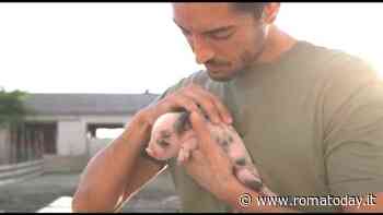 Peste suina, verranno abbattuti 130 maiali e cinghiali nel rifugio di Roma nord