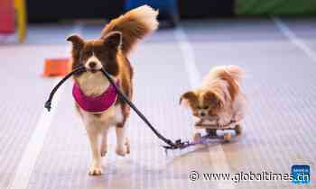 Dog Lovers Show held after three-year break in Sydney - Global Times