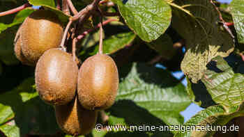 Kiwi im Garten anbauen: Dank Klimawandel möglich