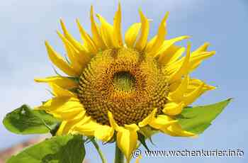 Sommerfest der Lieberoser Heide - Dahme-Spreewald - WochenKurier
