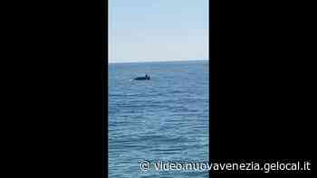 I delfini tornano a Jesolo, ecco il video di un pescatore - video.nuovavenezia.gelocal.it