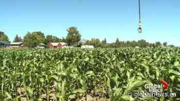 Taber corn producers prepare to hit Alberta stands | Watch News Videos Online - Global News