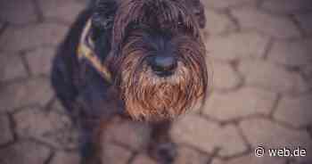 Hund nach einer Woche in den Alpen wieder aufgetaucht - WEB.DE News