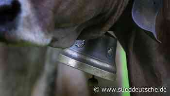 Sommer auf Almen und Alpen beginnt mancherorts mit Sorgen - Süddeutsche Zeitung - SZ.de