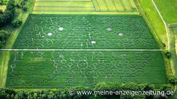 Mais-Irrgarten mit Rekordgröße