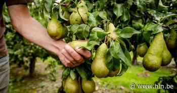 Maak kennis met het Bogaerdenproject tijdens de Oogsttijd - Het Laatste Nieuws