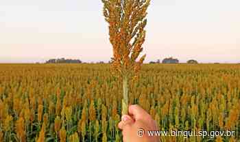Birigui está entre os três maiores produtores de sorgo do Estado de São Paulo, diz IBGE - birigui.sp.gov.br