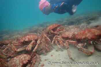 Cornwall huge spider crab gathering on Cornish beaches - Falmouth Packet