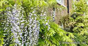 Poundbury woman's Duchy of Cornwall plants row escalates as 'eviction notice' served - Dorset Live
