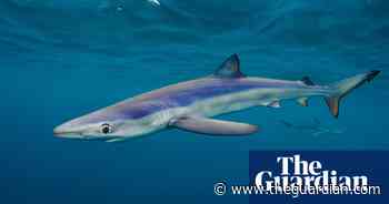 Swimmer bitten by shark while snorkelling off coast of Cornwall - The Guardian