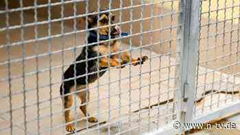 Aufnahmestopp für Neuzugänge: Corona-Haustiere füllen Tierheime