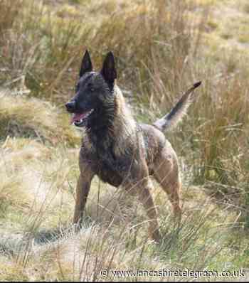 Rossendale police dog says he is feeling better after man threw chair at him