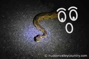 Closer Look at Venomous Snake Spotted in Cornwall, New York [VIDEO] - hudsonvalleycountry.com