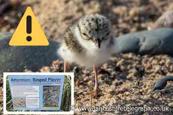 Council issue warning to dog walkers on Fleetwood Beach over endangered ringed plovers