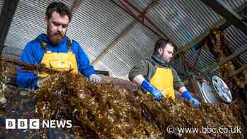 The plans for giant seaweed farms in European waters