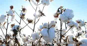 Cotton a Top End river system risk: report - Western Advocate
