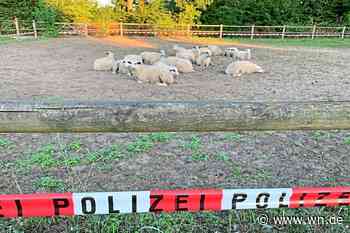 Ausgebüxt: Schafe im Wohngebiet in Gelmer unterwegs