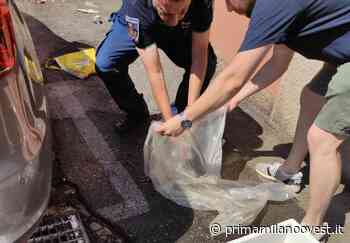 E' mistero: nove pesci gatto abbandonati in centro a Rho - Prima Milano Ovest